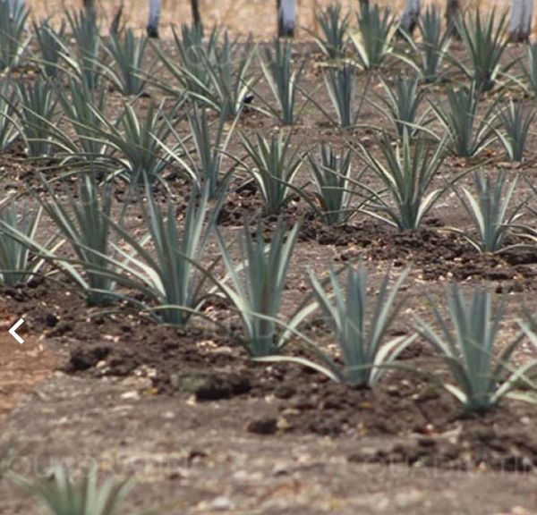 IMPULSA #MediaLuna A PRODUCTORES DE AGAVE PARA DIVERSIFICAR&nbsp;PRODUCCIÓN