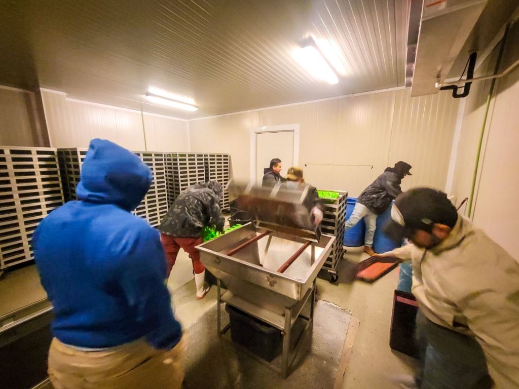 Realizan en Guerrero campaña contra mosca de la&nbsp;fruta