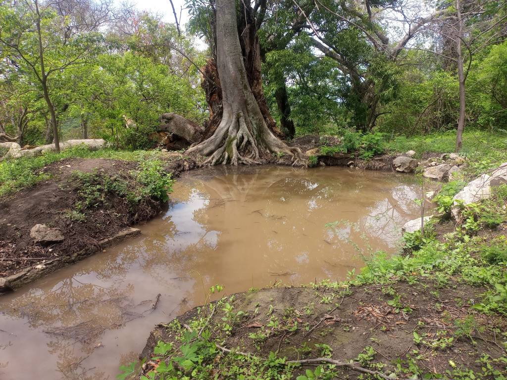 PLATANILLO: SUS BELLOS MANANTIALES Y BOSQUE; EL MILAGRO DE LA NATURALEZA&nbsp;CONTINÚA…