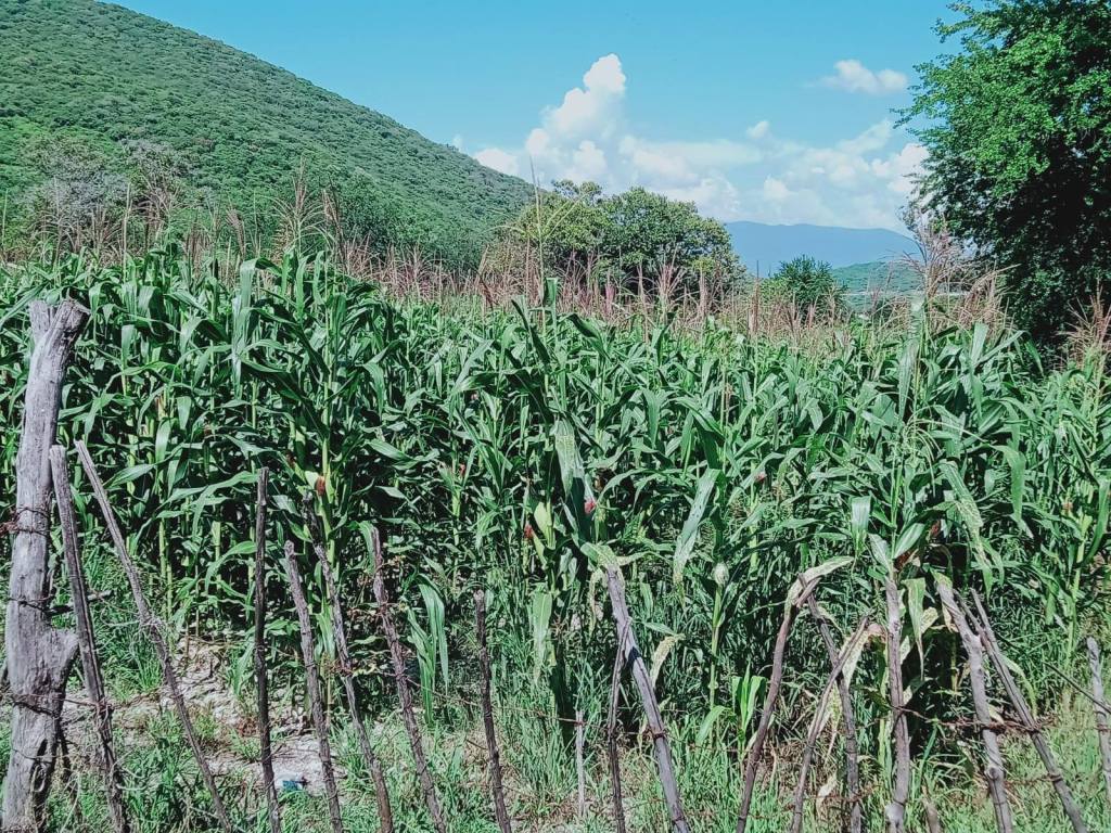 El campo de Iguala, motivo de alegría para las&nbsp;familias